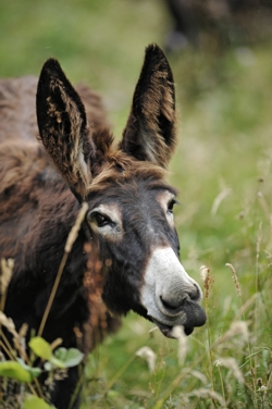 &acirc;non gourmand choisie ses herbes dans les estives