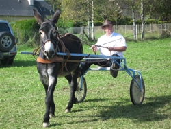 Nani d'Etsaut &agrave; l'attelage