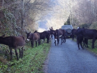 le groupe des &acirc;nesse change de pr&eacute;s