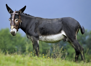Nani d'Etsaut - Photo Philippe Rocher